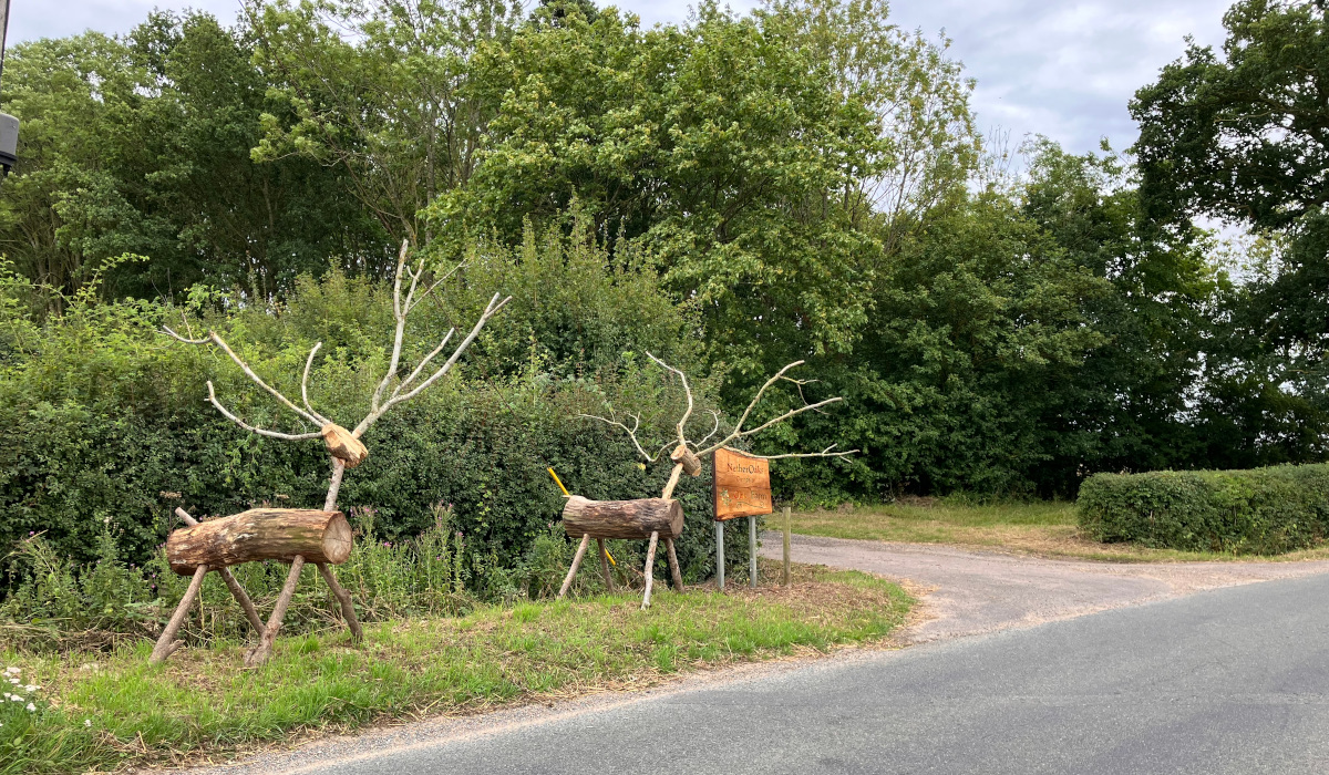 Deer at the end of Oak Farm Drive